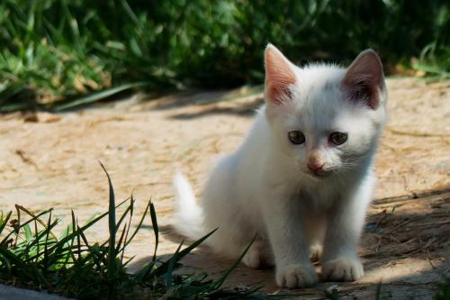 Сѧʱż ׶԰Ԫʱͣ԰